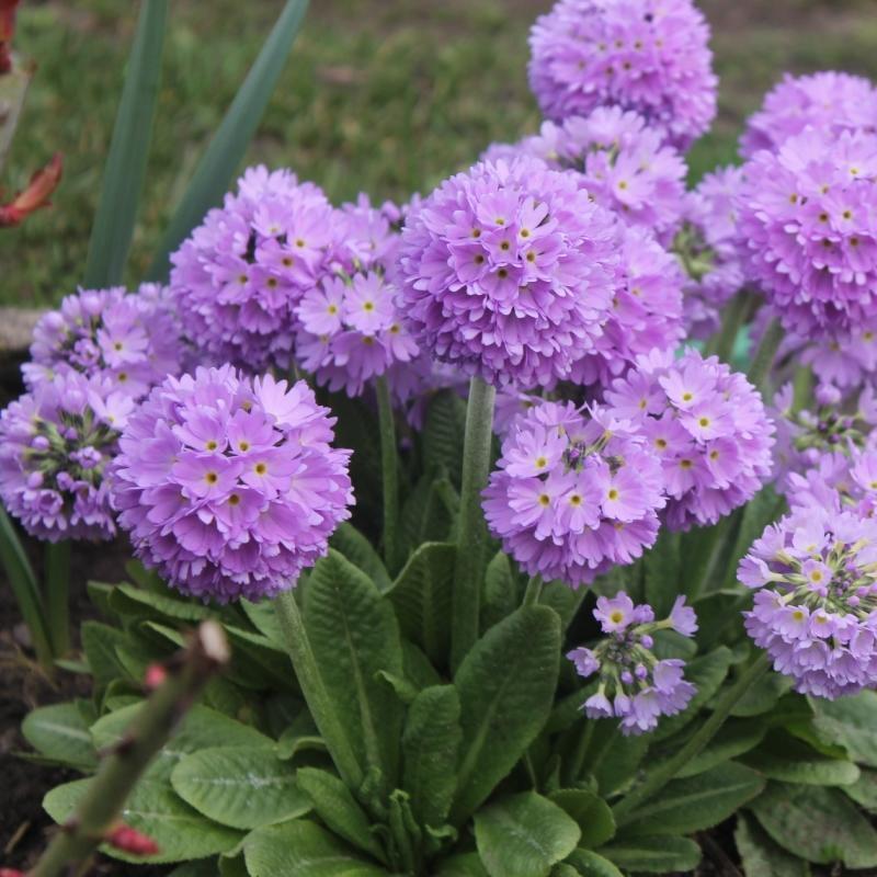 Primula Denticulata Blue- топчеста иглика (1468)
